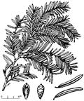 Chinese yew
